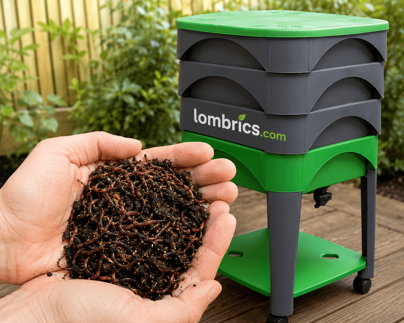 Lombrics Eisenia andrei dans du compost, préparés à Antony